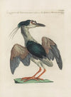 Ornithologia methodice digesta Pl.404
