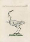 Ornithologia methodice digesta Pl.406
