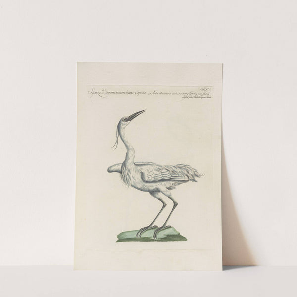 Ornithologia methodice digesta Pl.406 by Saverio Manetti