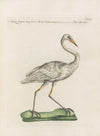 Ornithologia methodice digesta Pl.407