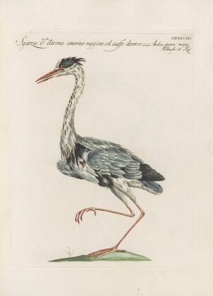 Ornithologia methodice digesta Pl.410