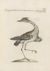 Ornithologia methodice digesta Pl.411