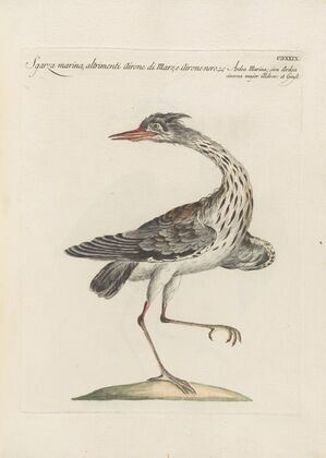 Ornithologia methodice digesta Pl.411