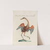 Ornithologia methodice digesta Pl.412 by Saverio Manetti