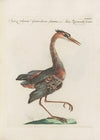 Ornithologia methodice digesta Pl.413