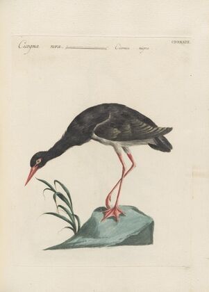 Ornithologia methodice digesta Pl.415