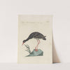 Ornithologia methodice digesta Pl.415 by Saverio Manetti