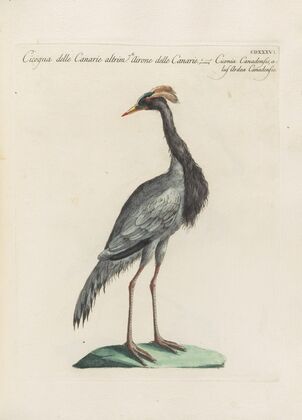 Ornithologia methodice digesta Pl.418