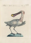 Ornithologia methodice digesta Pl.420