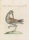 Ornithologia methodice digesta Pl.423