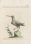 Ornithologia methodice digesta Pl.426