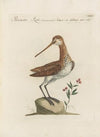 Ornithologia methodice digesta Pl.427