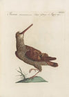 Ornithologia methodice digesta Pl.429