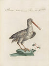 Ornithologia methodice digesta Pl.430