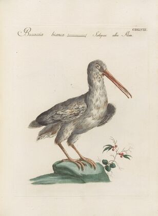 Ornithologia methodice digesta Pl.430