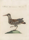 Ornithologia methodice digesta Pl.432