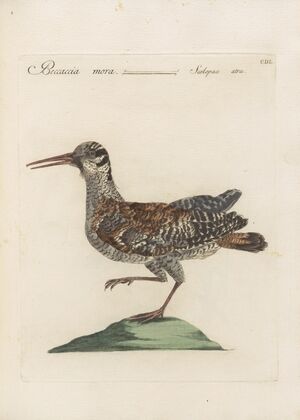 Ornithologia methodice digesta Pl.432