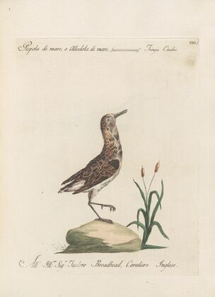 Ornithologia methodice digesta Pl.433