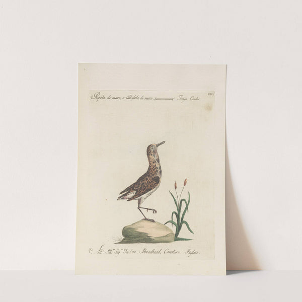 Ornithologia methodice digesta Pl.433 (1767-1776) by Saverio Manetti