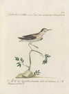 Ornithologia methodice digesta Pl.434