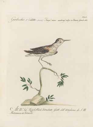 Ornithologia methodice digesta Pl.434