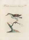 Ornithologia methodice digesta Pl.435