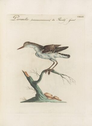 Ornithologia methodice digesta Pl.435