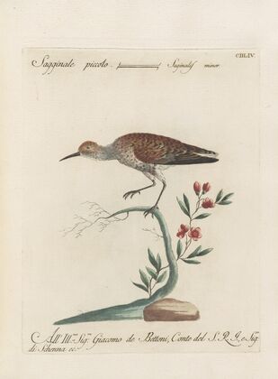 Ornithologia methodice digesta Pl.436