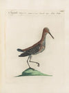 Ornithologia methodice digesta Pl.437