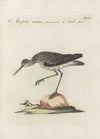 Ornithologia methodice digesta Pl.440