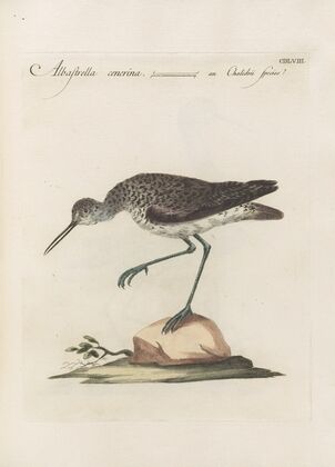 Ornithologia methodice digesta Pl.440