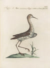 Ornithologia methodice digesta Pl.441