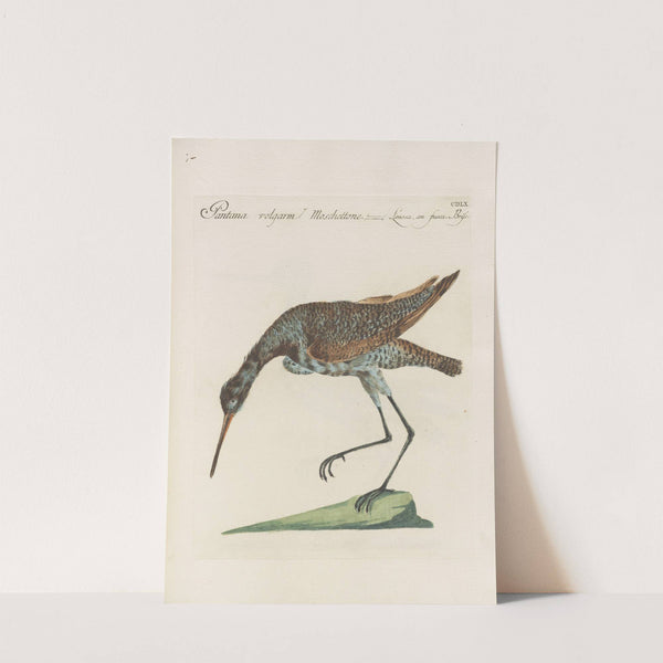 Ornithologia methodice digesta Pl.442 by Saverio Manetti