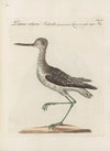 Ornithologia methodice digesta Pl.443