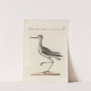Ornithologia methodice digesta Pl.443 by Saverio Manetti