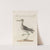Ornithologia methodice digesta Pl.443 by Saverio Manetti