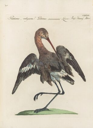 Ornithologia methodice digesta Pl.444