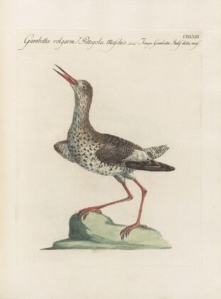 Ornithologia methodice digesta Pl.445