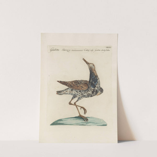 Ornithologia methodice digesta Pl.448 by Saverio Manetti