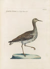Ornithologia methodice digesta Pl.450