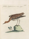 Ornithologia methodice digesta Pl.451