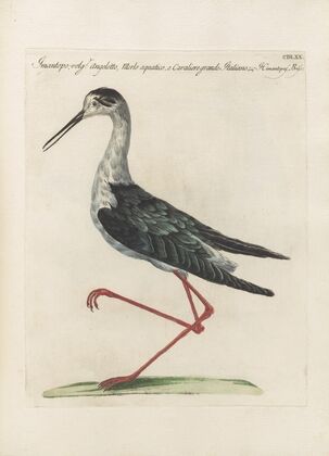 Ornithologia methodice digesta Pl.452