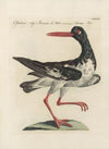 Ornithologia methodice digesta Pl.453