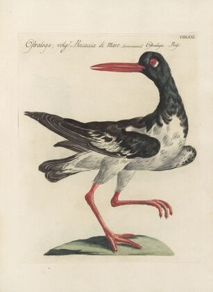 Ornithologia methodice digesta Pl.453
