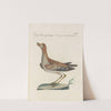 Ornithologia methodice digesta Pl.454 by Saverio Manetti