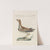 Ornithologia methodice digesta Pl.454 by Saverio Manetti