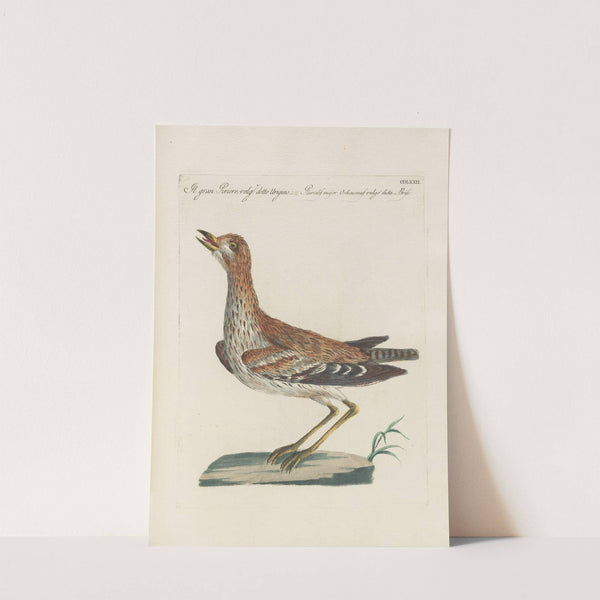 Ornithologia methodice digesta Pl.454 by Saverio Manetti