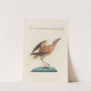 Ornithologia methodice digesta Pl.456 by Saverio Manetti