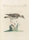 Ornithologia methodice digesta Pl.457