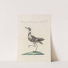 Ornithologia methodice digesta Pl.459 by Saverio Manetti